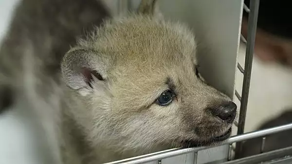 Chinezii vor sa fie primii la toate: au clonat primul lup arctic, cum au reusit