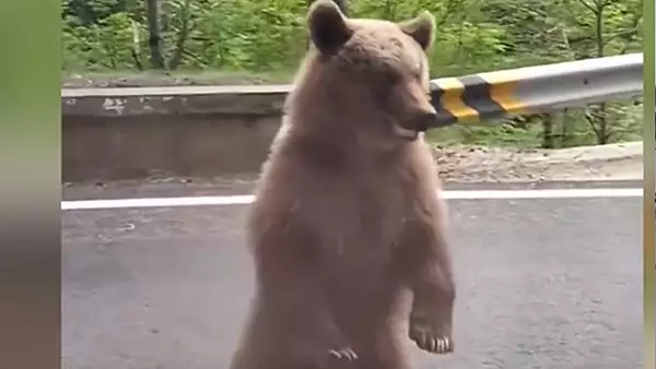 Clipe de groaza pe Transfagarasan: un adolescent de 14 ani a fost atacat de urs