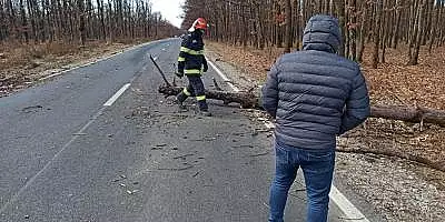 Copac prabusit pe o masina care se deplasa pe un drum national din Gorj