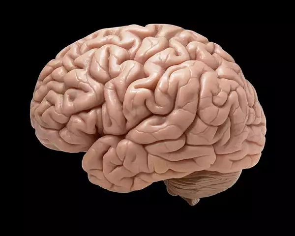 Creierul uman poate deveni mai mare in timp. Ce au descoperit cercetatorii