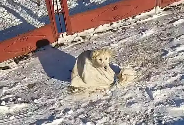 Cruzime fata de animale: un catel a fost legat intr-un sac si abandonat in zapada. S-a intamplat in Neamt 