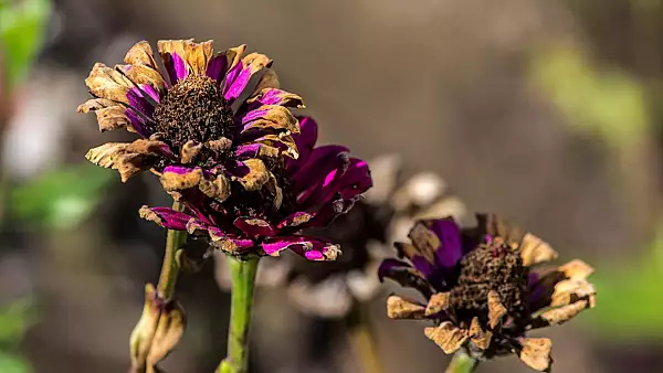 Cu ce udam florile vara? Trucul ingenios care le tine inflorite si inmiresmate pe canicula