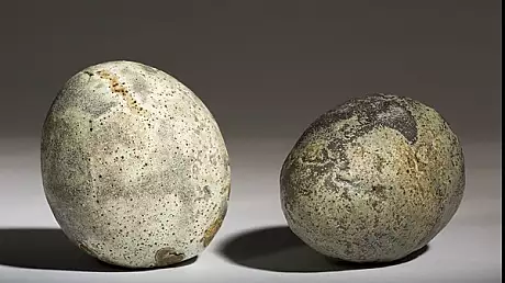 Cuiburi cu oua de dinozaur, descoperite in Romania