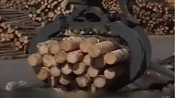 CULISELE STATULUI PARALEL / Mafia lemnului, increngaturi la la nivel inalt. Flutur, apropiat al austriecilor care taie lemne