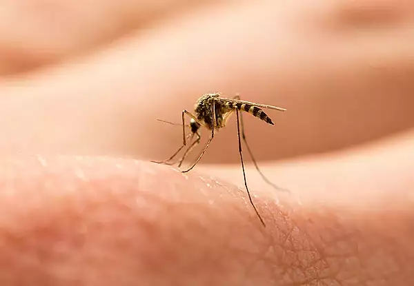 Culorile care tin departe tantarii. In ce trebuie sa te imbraci ca sa scapi de intepaturile insectelor enervante