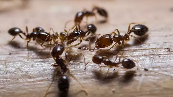 Cum comunica, de fapt, furnicile? Dotarea naturala care le ajuta sa fie atat de bine coordonate