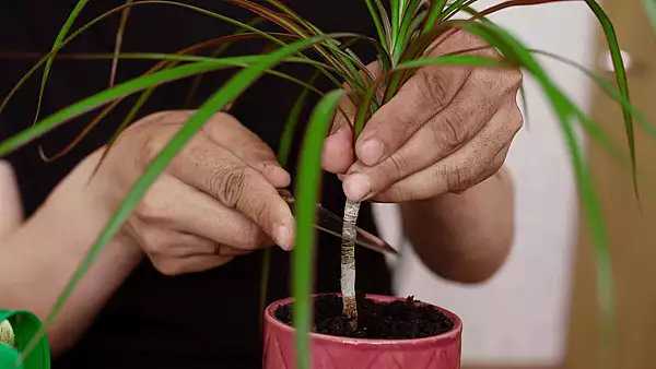 Cum ingrijesti Dracena. Locul din casa care o va ajuta sa creasca armonios