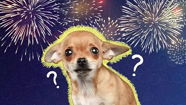 Cum ne ferim canii si pisicile de socul exploziilor de artificii. Ce le sperie cel mai rau