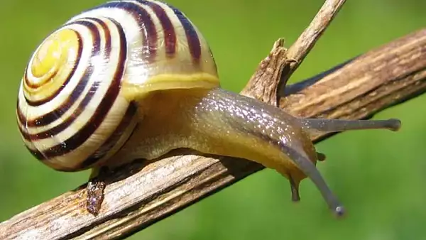 Cum recunosti cele mai bune specii de melci comestibili si cum sa le prepari in mod sigur si delicios