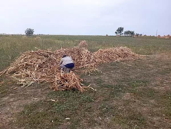 Cum s-a schimbat viata taranilor transformati in prestatori casnici. "Parca esti patron la tine pe firma. Daca ai chef muncesti, daca nu, nu"