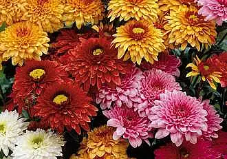 Cum sa ai crizanteme inflorite toata toamna in gradina, vaza sau ghiveci. Secretul gradinarilor