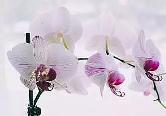 Cum sa mentii orhideele inflorite pe timpul iernii. La ce trebuie sa fii atent	cand ai aceste plante in casa