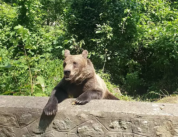 Cum sa ne ferim de ursi pe traseele montane. Recomandarile jandarmilor 