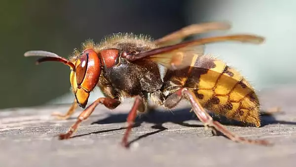 Cum sa scapi de viespi. Sfaturi de la gradinari ca sa tii departe suparatoarele insecte