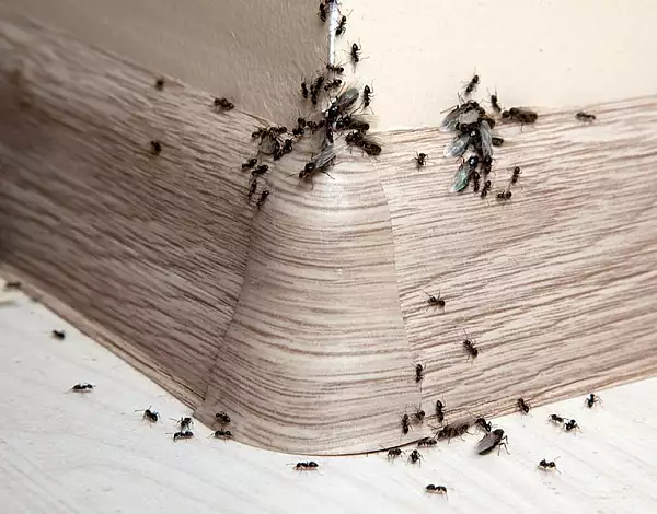 Cum scapam definitiv de furnici cu doar trei ingrediente ieftine si eficiente pe care le avem la indemana