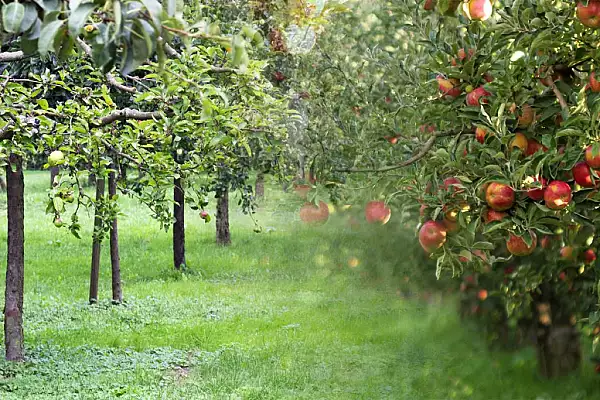 Cum se prepara solutia pentru varuirea pomilor primavara. De ce se practica an de an