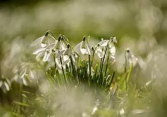 Data la care se planteaza ghioceii in gradina. Ce spun expertii in horticultura