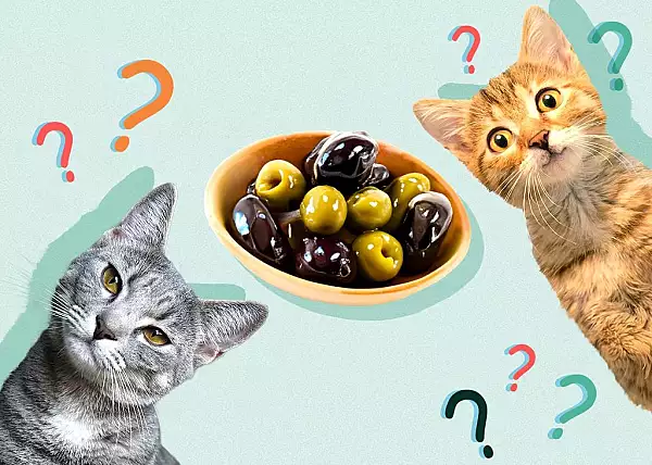 De ce au pisicile o obsesie pentru masline? Motivul pentru care adora aceste gustari