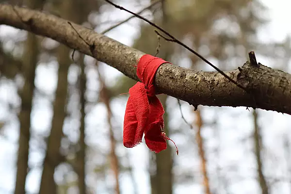 De ce este bine sa legi un snur rosu in jurul copacilor din gradina. Gospodarii de la tara fac asta mereu, e un obicei vechi, din strabuni