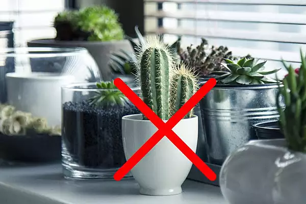 De ce nu e bine sa tii cactusi in casa. Ce se intampla cu locuinta ta apoi, grija mare!