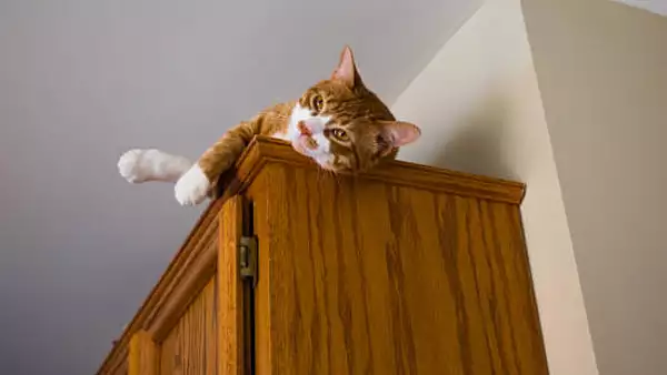 De ce se ascund pisicile in locuri inalte. Motivul nebanuit pentru care gasesti felina pe sifonier sau pe cel mai inalt dulap din casa