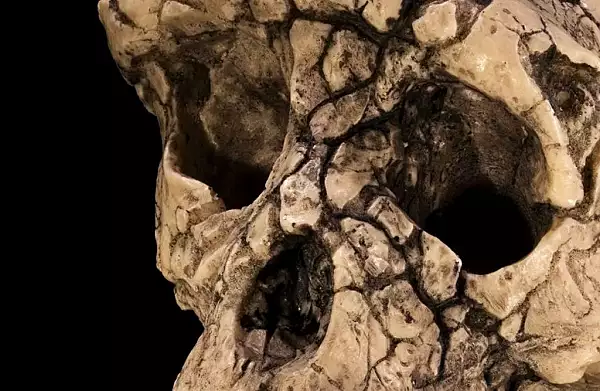 Descoperirea care a uimit lumea. Secretul ascuns de acest craniu vechi de 7 milioane de ani