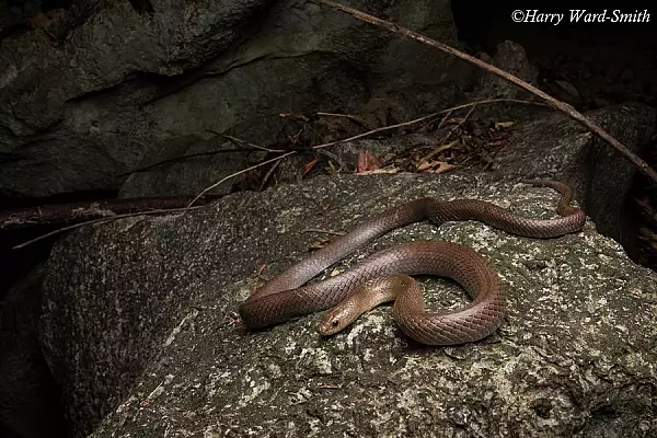 Descoperirea incredibila facuta de doi cercetatori in Thailanda! Au dat peste o noua specie de sarpe