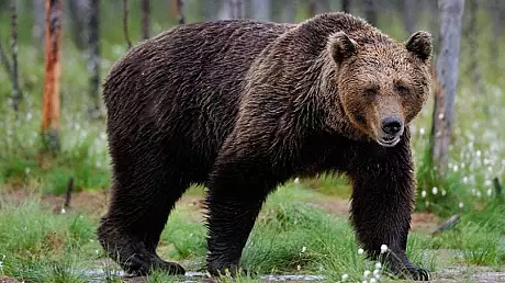 Deznodamant: ce s-a intamplat cu ursul agresiv care a atacat un barbat in Brasov
