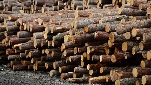 DNA, ancheta masiva privind taierile ilegale de lemn: "E vorba de Mafia Padurilor" - Cine face anuntul