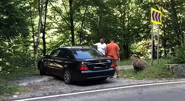 Doi barbati, atacati de urs pe Transfagarasan, dupa ce l-au hranit si s-au fotografiat cu el. Animalul s-a speriat de claxoane si a fugit.  VIDEO