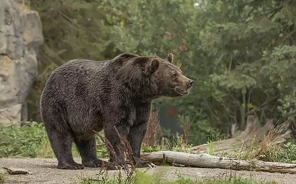 Doi ursi au intrat in curtea lui Adrian Nastase! Ce a patit un vecin al fostului premier 