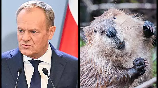 Donald Tusk a declarat razboi castorilor