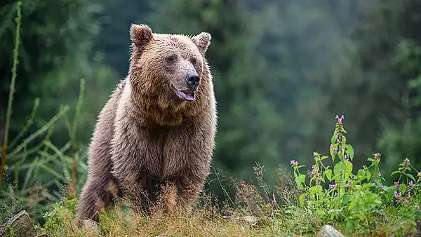 Doua persoane, atacate de un urs in judetul Brasov. Printre victime, o adolescenta de 14 ani insarcinata in sase luni. A fost emis mesaj RO-alert