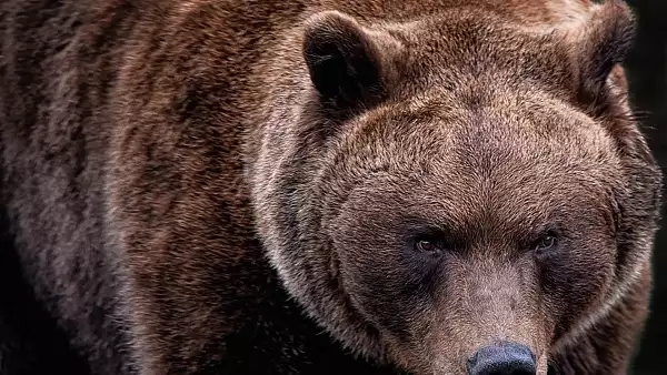 Doua persoane au fost atacate de urs in localitatea Crizbav, judetul Brasov. Una din victime, o fata de 14 ani, insarcinata 