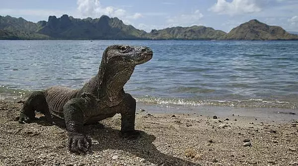 Dragonii de Komodo au dinti de fier. Studiu: ,,Aceasta caracteristica nu a mai fost semnalata niciodata la o reptila carnivora"