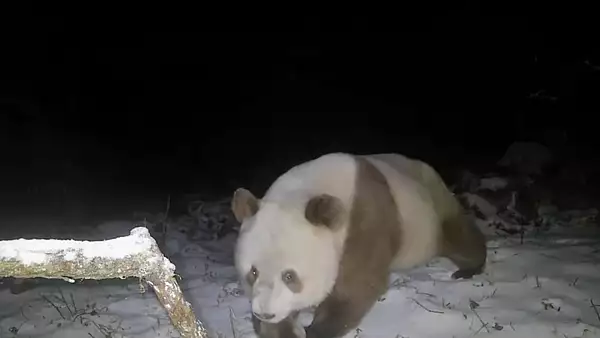 exemplar-rar-de-panda-brun-surprins-intr-o-rezervatie-din-china-imagini-uluitoare-video.webp
