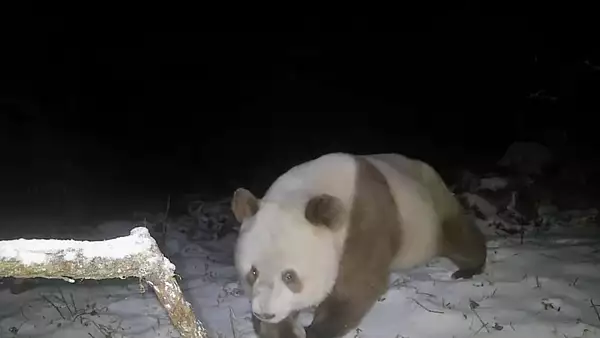 Exemplar rar de panda brun, surprins intr-o rezervatie din China. Imagini uluitoare VIDEO