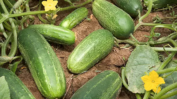 Fermierii sun revoltati: Castravetii romanesti se vand cu 1 leu/kg la poarta fermei si ajung sa coste 7 lei/kg in supermarket 