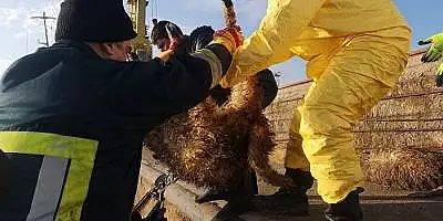 Firma acuzata ca a ingropat oile moarte: ,,Le-am incinerat la Protan si am facut ingrasamant bio" VIDEO