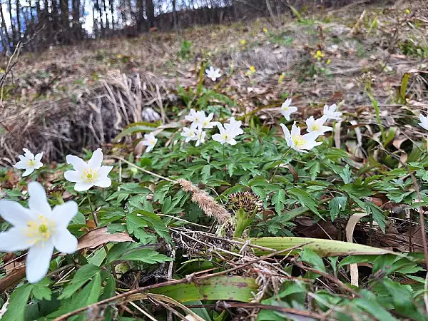 Floarea rara gasita in Gorj de un cuplu pasionat de natura si munte. ,,Are un parfum puternic si e pe cale de disparitie" FOTO