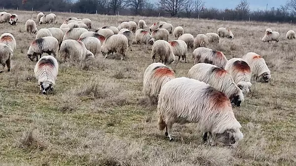 Focar de pesta la oi, intr-un judet din Romania. Refrigerarea si congelarea conserva virusul