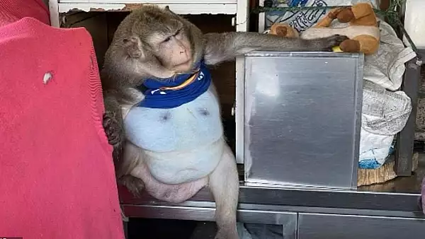 FOTO Maimuta obeza, salvata de la o moarte sigura si trimisa la cura de slabire