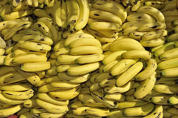 Franta: aproape 250 de kilograme de cocaina descoperite in banane / ,,Eroare de traseu" si monitorizare GPS