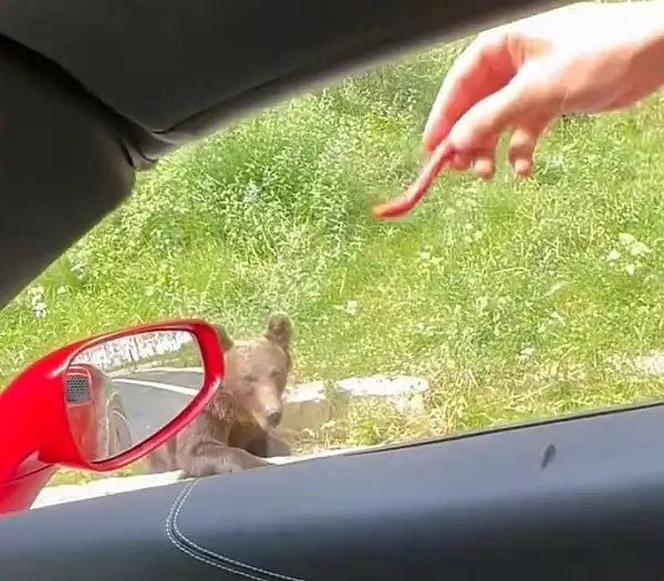 Fratii Tate, amendati dupa ce s-au filmat in timp ce hraneau ursi, pe Transfagarasan VIDEO