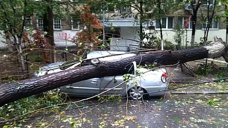 Furtuna puternica la Craiova. Patru masini avariate, dupa ce doi arbori au fost doborati de vant