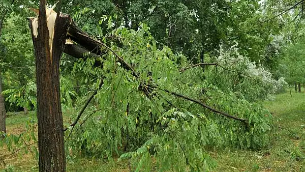 Furtunile fac RAVAGII - O fetita de 5 ani a murit, STRIVITA de un copac in Lunca Bradului, sora si mama sa, grav ranite