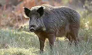 Germania va ridica un gard la granita cu Polonia pentru a se proteja de pesta porcina africana