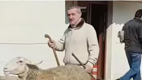 Gigi Becali sare in apararea oierilor:  Sa vina de la ANSVAS si sa taie o oaie bolnava, eu o MANANC in fata lor