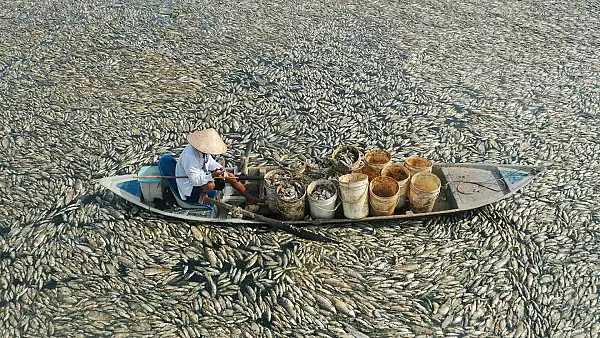 Imagini dramatice cu pescari din Vietnam printre sute de mii de pesti morti, pe o suprafata de sute de hectare. FOTO