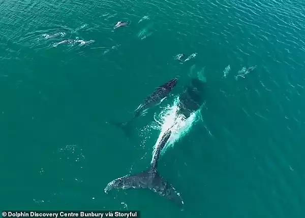 Imagini incredibile cu o balena si puiul ei salvati de delfini VIDEO 